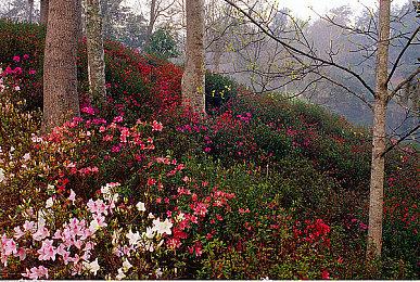 Steam“策略游戏节”现已开启！海量策略游戏满足你的胃口